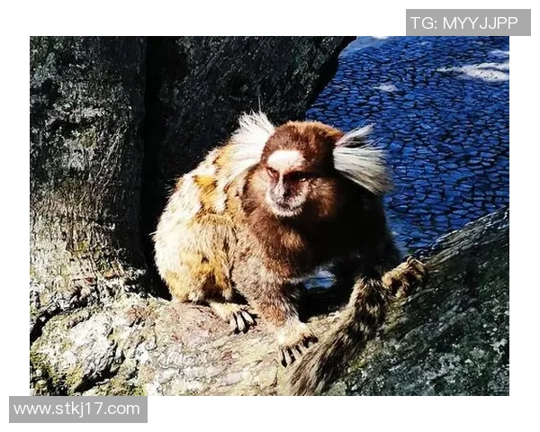 塞拉亚足球俱乐部签下巴西新秀将为球队带来新的希望和活力